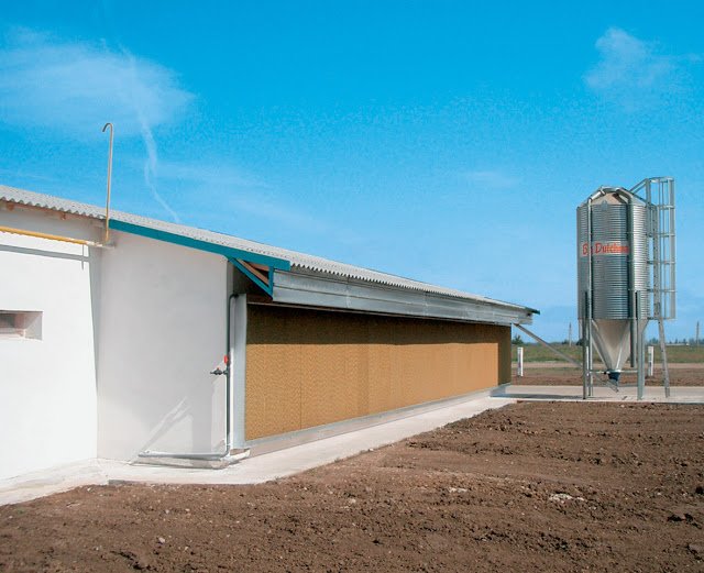 Galpon-de-cerdo-con-sistema-cooling-system-donde-el-aire-es-forzado-a-entrar-fresco-Razas-Porcinas