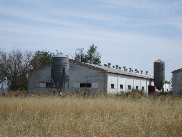 Galpon-de-cerdo-tipico-con-ventanas-laterales-y-chimeneas-de-ventilacion-del-techo-Razas-Porcinas