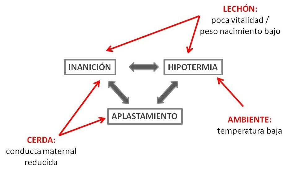 Interacciones-del-complejo-hipotermia-inanicion-aplastamiento-de-los-lechones-recien-nacidos-Razas-Porcinas