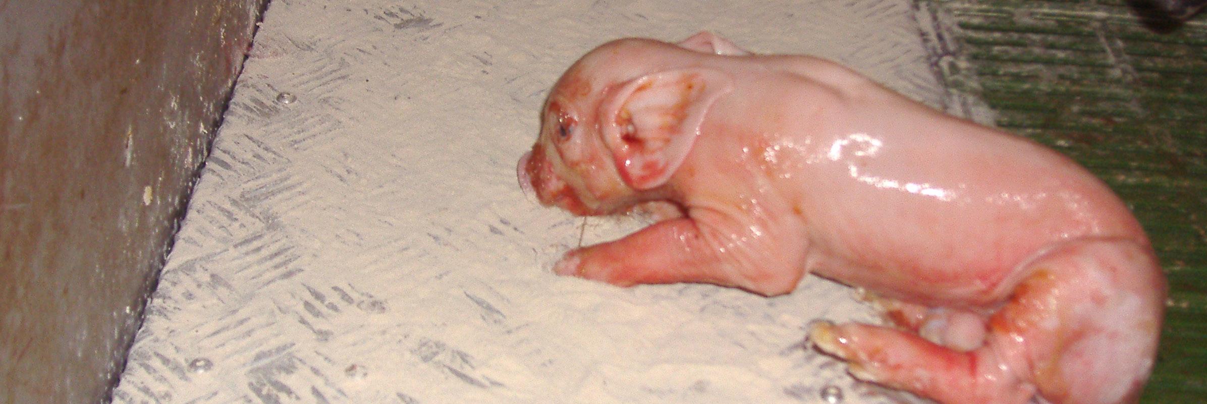 Lechon-recien-nacido-buscando-una-fuente-de-calor-para-no-morir-Razas-Porcinas