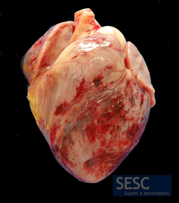 Lesion-en-cerdo-en-corazon-con-hemorragias-epicardicas-por-peste-porcina-africana-ppa-hemorragies-epicardi-pigs-Razas-Porcinas
