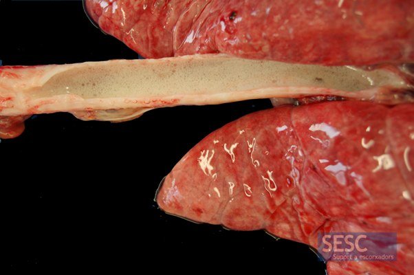 Lesion-en-cerdo-en-escuma-traquea-por-peste-porcina-africana-ppa-pig-Razas-Porcinas