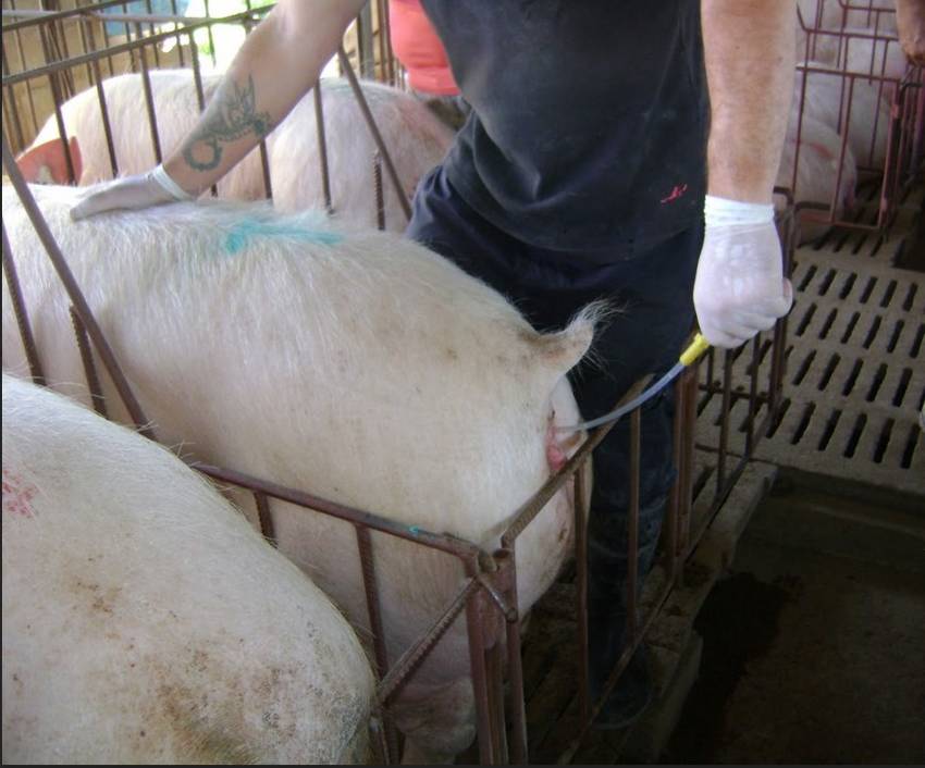 Un-operario-de-la-granja-porcina-insemina-a-una-hembra-con-semen-de-un-centro-de-inseminacion-Razas-Porcinas