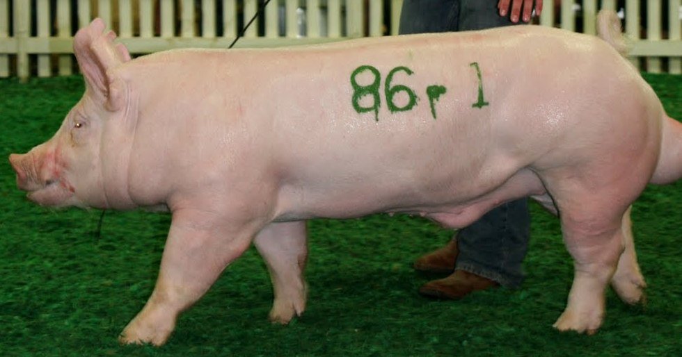 Cerdo y Cerda Yorkshire con carne de gran calidad, sabor y baja en PSE