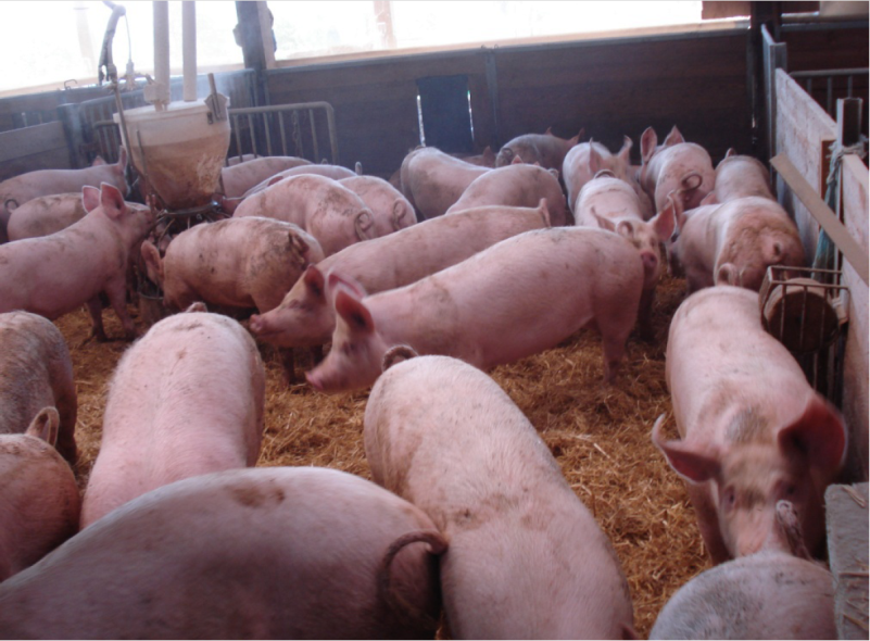 Base animal (cerdos y cerdas) de las explotaciones porcinas intensivas |  Razas Porcinas - La Comunidad de Producción Porcina