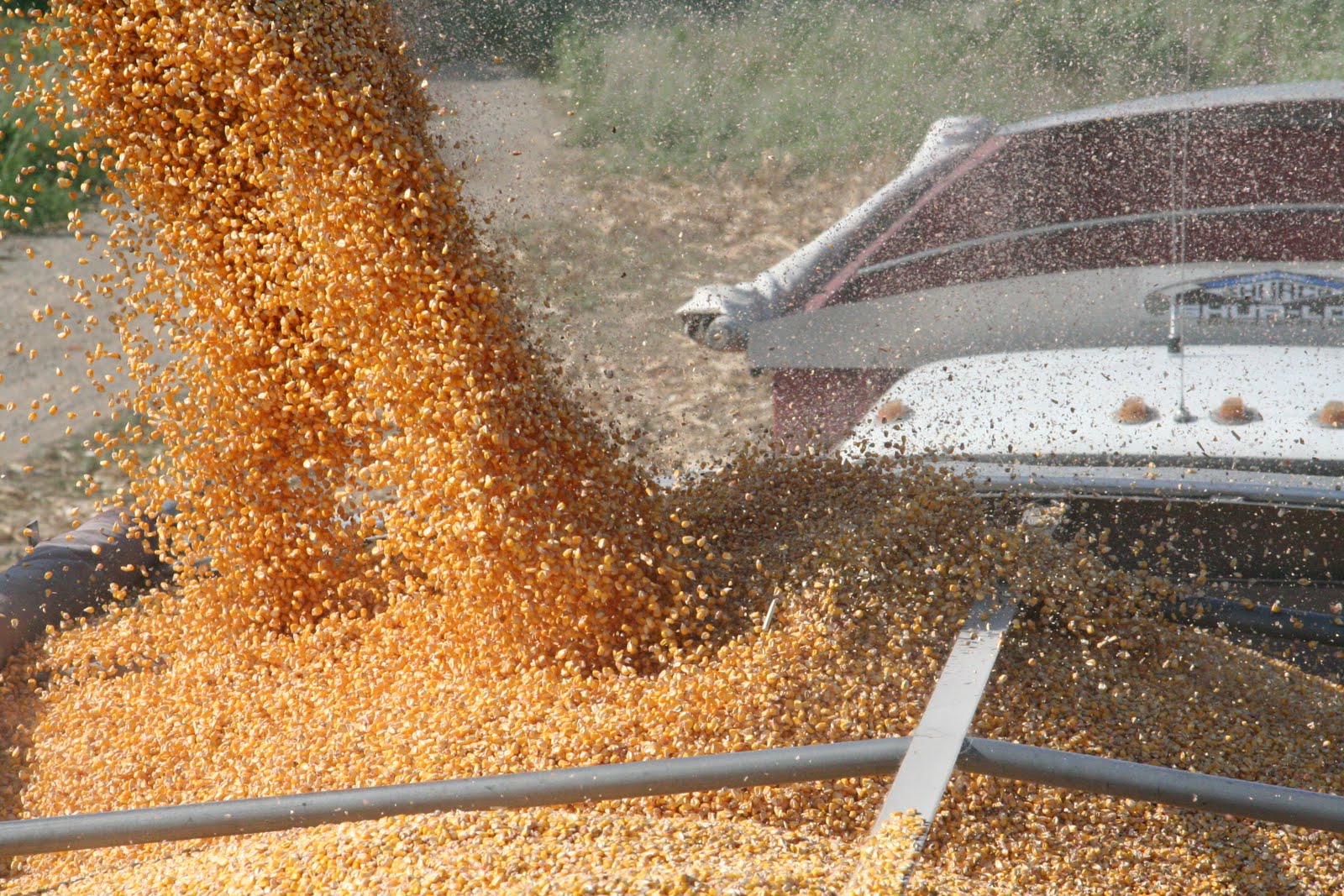 Carga de maiz desde silos al camion de transporte con destino a planta de alimento de cerdos
