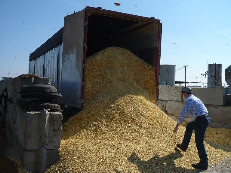 Descarga y examinacion de granos de maiz en planta de alimentos