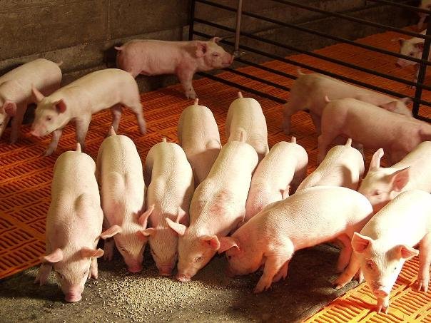 Lechones y cerdos jovenes consumiendo alimento rico con nutricion en Razas Porcinas y Big Dutchman