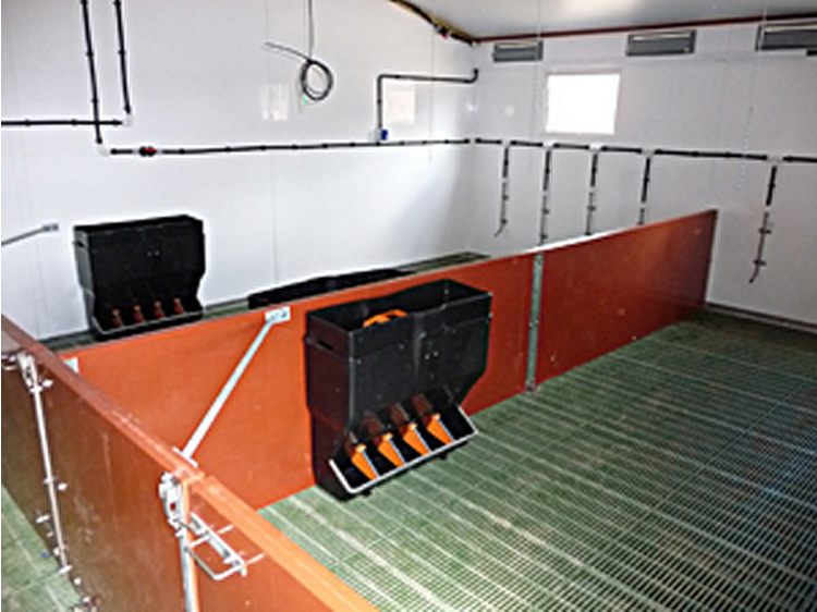 Moderno galpon o nave de engorde terminado para aumentar la eficiencia y la produccion de cerdos sanos en Razas Porcinas