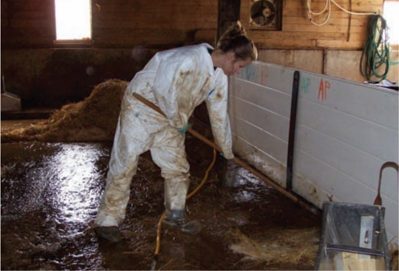 La eliminacion de los restos es critica para una apropiada desinfeccion de las instalaciones de granjas porcinas de Razas Porcinas