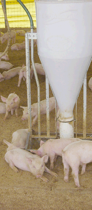 La-alimentacion-de-los-cerdos-en-una-buena-dieta-con-proteinas-minerales-vitaminas-energia-y-agua-fresca-Razas-Porcinas