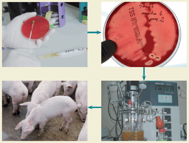 Preparacion-de-autovacunas-frente-a-b-hyodysenteriae-procesos-gastroentericos-porcinos-Razas-Porcinas