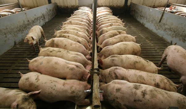 cerdos-alimentandose-con-alimentacion-liquida-Razas-Porcinas
