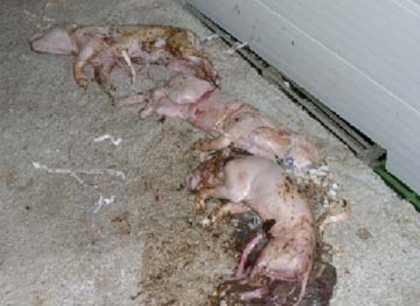 El-sistema-inmune-del-lechon-neonato-es-inmaduro-y-de-ahi-que-los-lechones-nacidos-sean-vulnerables-a-las-infecciones-Razas-Porcinas