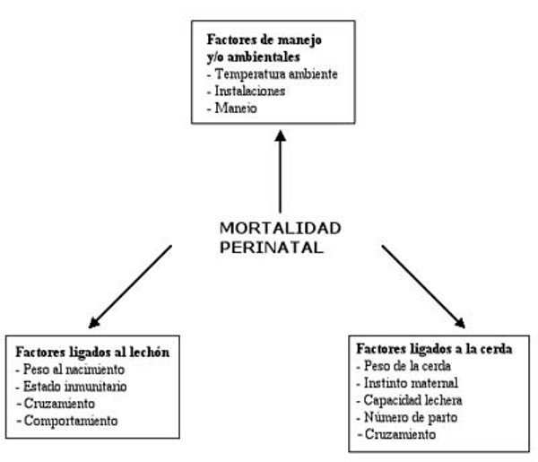 Factores-de-manejo-ambiente-ligados-a-la-cerda-y-ligados-al-lechon-que-son-responsables-de-la-mortalidad-perinatal-del-lechon-Razas-Porcinas