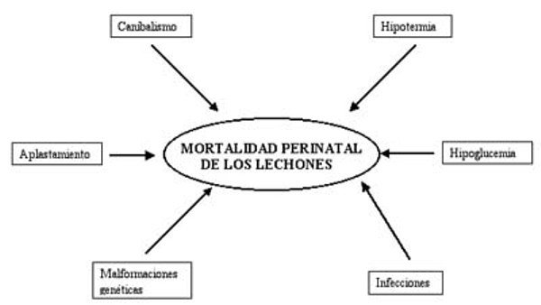 Factores-de-mortalidad-perinatal-del-lechon-a-causa-de-aplastamiento-canibalismo-hipotermia-infecciones-y-mas-Razas-Porcinas