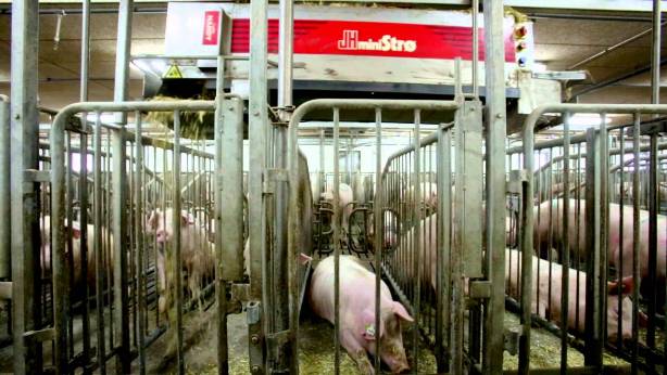 Alimentacion-automatica--de-cerdos-por-robot-on-rail-Razas-Porcinas