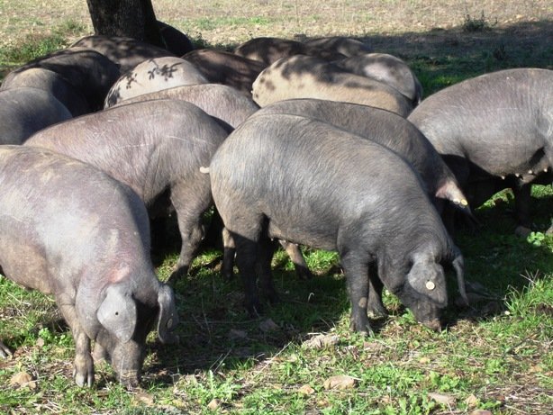 Caracteres-faneropticos-de-los-cerdos-ibericos-negros-de-extremadura-Razas-Porcinas