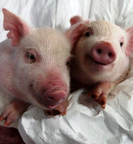 Xenotrasplantes-de-organos-de-cerdos-a-humanos-Razas-Porcinas