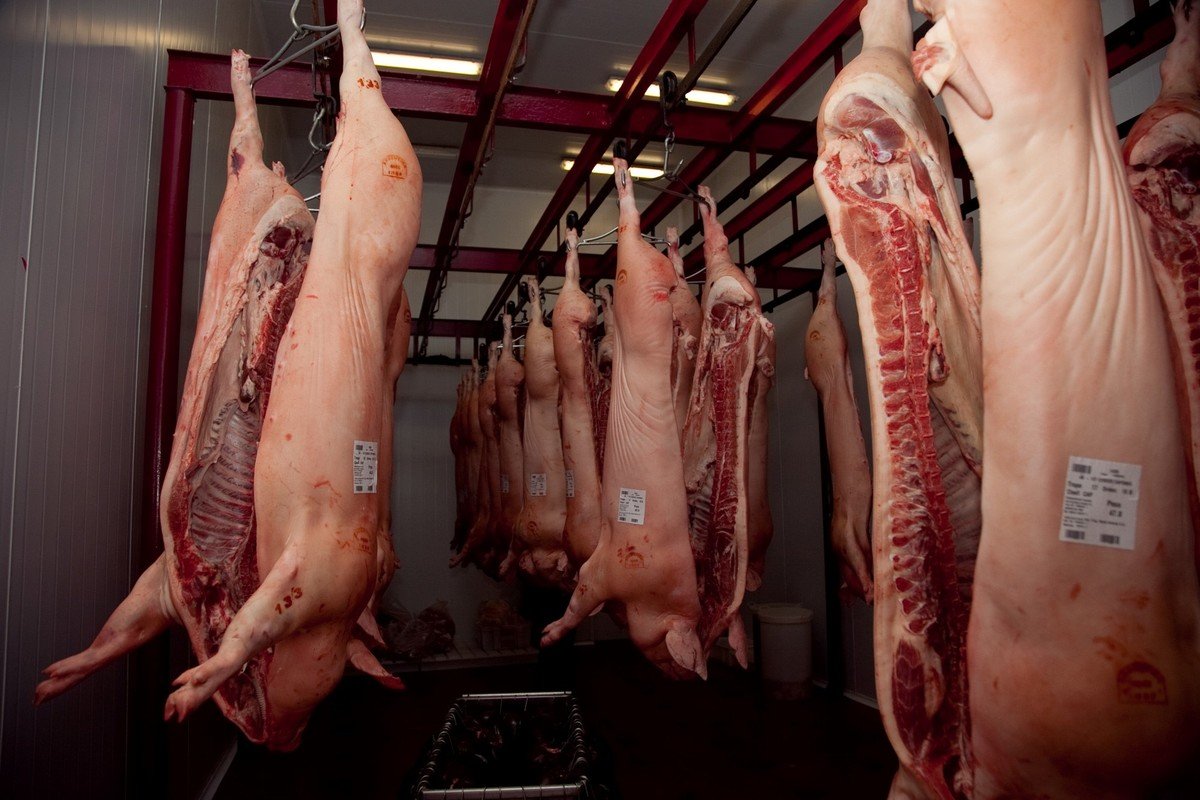 Argentina-exportara-carne-de-cerdo-a-China-Razas-Porcinas
