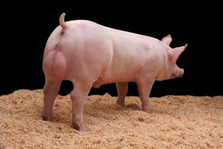 Cerdos De Crecimiento Rapido Ayudan A Reducir Los Costos Razas