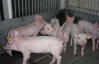 China-reporta-caso-50-de-peste-porcina-africana-Razas-Porcinas