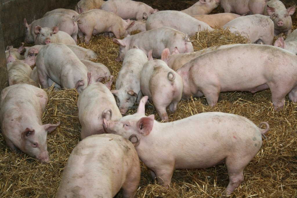Como Iniciar En La Cria De Cerdos Y Ser Productivos Razas Porcinas Cria Y Produccion Porcina Y De Carne