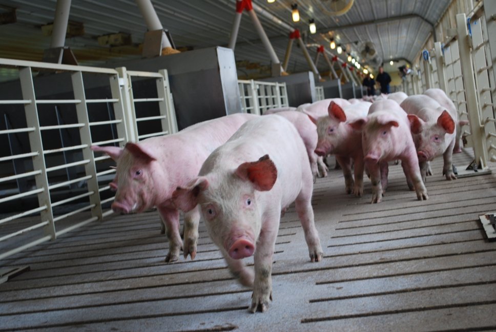 Conocimientos-para-aumentar-la-produccion-porcina-Razas-Porcinas