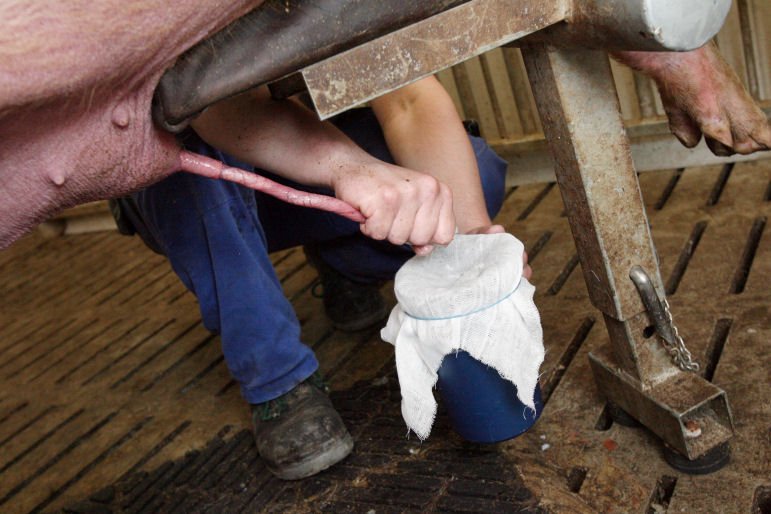 Contaminacion-del-semen-porcino-durante-la-recoleccion-Razas-Porcinas