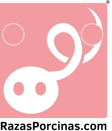 Lo Que Necesitas Saber De La Carne De Cerdo Y Su Coccion Razas Porcinas Cria Y Produccion Porcina Y De Carne