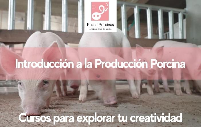 Curso-Introduccion-a-la-Produccion-Porcina-Razas-Porcinas