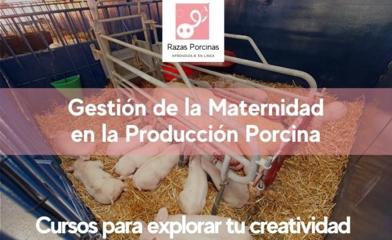 Gestión de la Maternidad en la Producción Porcina