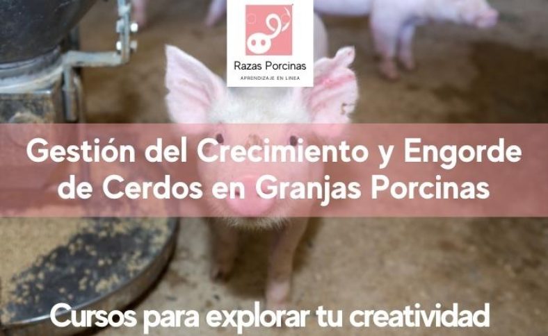 Gestión del Crecimiento y Engorde de Cerdos en Granjas Porcinas