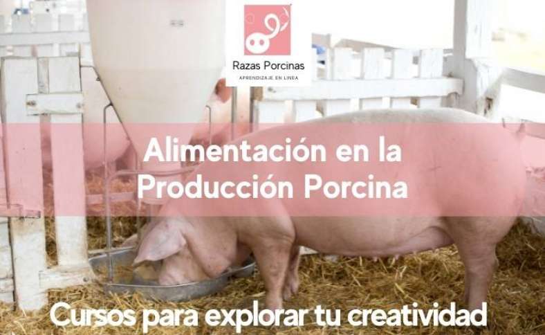 Curso de Alimentación en la Producción Porcina