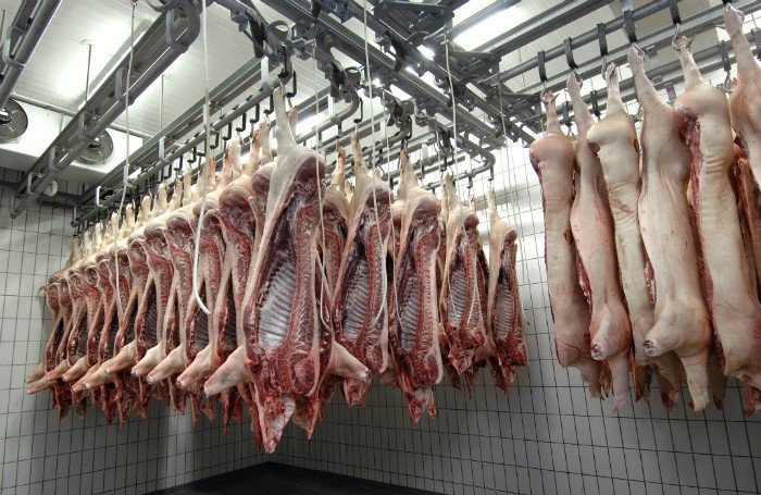 Importacion-de-carne-de-cerdo-suspendida-por-peste-porcina-africana-Razas-Porcinas