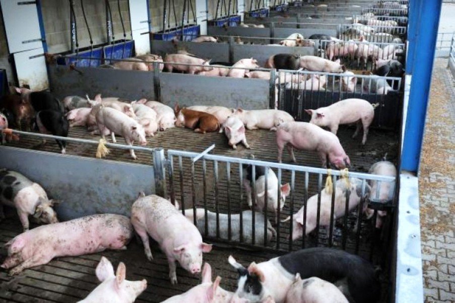 El Peso De Los Cerdos Para Ir A Mercado Sigue Aumentando A 135 Kg