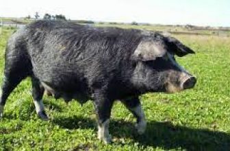 cerdos-de-la-raza-local-pampa-rocha