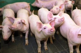 los-cerdos-modificados-geneticamente-son-resistentes-al-virus-del-prrs
