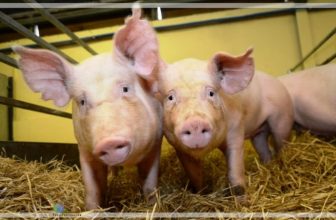 nuevos-fallos-sobre-la-edicion-genetica-y-como-afectara-a-los-productores-porcinos