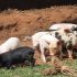 Formas y Técnicas para Sujetar y Manejar Lechón y Cerdos