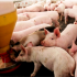 Impacto del aumento de la temperatura ambiental en la producción de cerdos