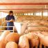 Medidas por alta concentración de criaderos de cerdos en zona metropolitana