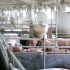 Taiwán acoge el ‘I Congreso de Carne de Cerdo de Capa Blanca de España’