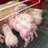 Datos que desconocías de los cerdos y su comportamiento