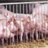 Causas del eczema húmedo y dermatitis pustulosa en cerdos