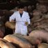 Transferencia de resistencias en ganado porcino (y otros): de la granja al hospital