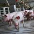 Un cerdo con triquinosis fue detectado por el Laboratorio Municipal