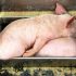 La alimentación de los cerdos: dietas y raciones