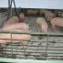 El censo de las granjas de cerdo ibérico ha crecido un 70% en los últimos 5 años
