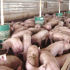 Nuevas tecnologías para el control de olor del cerdo en unidades porcina intensivas